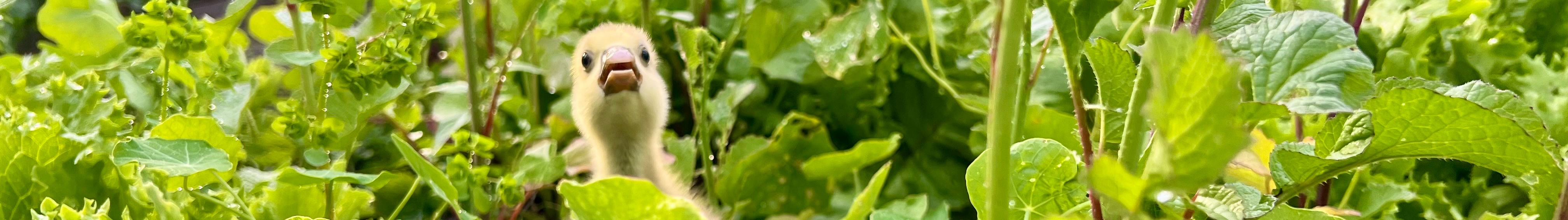 Profile background