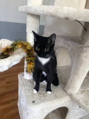 My cats gifts 💖 🐈‍⬛ Seven